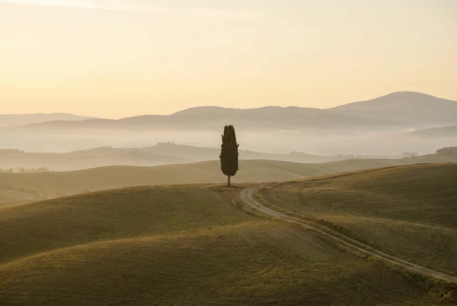 Fine art landscape with a cypress tree at dawn